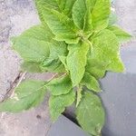 أنواع غير معروفةLeaf