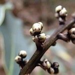 Semecarpus balansae Blüte