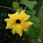 Thunbergia alata Flower