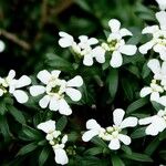 Iberis sempervirens その他の提案