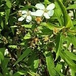 Spiraea thunbergii Bloem