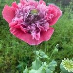 Papaver somniferumFlor