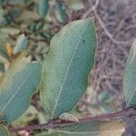 Combretum micranthum Blatt