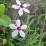 Otomeria oculata Virág