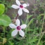 Otomeria oculata Flor