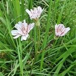 Crepis rubra Blüte