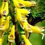 Corydalis cheilanthifolia Blomma