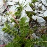 Geum reptans Leaf