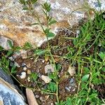 Polygonum aviculare Bark