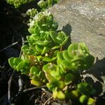 Polycarpon polycarpoides Libunga