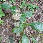 Tinantia erecta Habitus