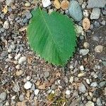 Ulmus glabra Folha