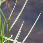 Panicum repens Blatt