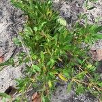 Ernodea littoralis Hoja