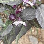 Capsicum annuum 花