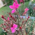 Oenothera lindheimeriCvet