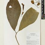 Markea longiflora Лист