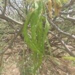 Prosopis glandulosa 樹皮