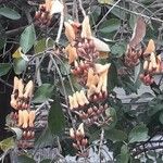 Erythrina fusca Ovoce