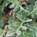 Astragalus vesicarius Blad