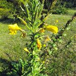 Oenothera glazioviana Цветок