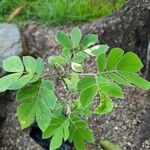 Cassia obtusifolia Leaf