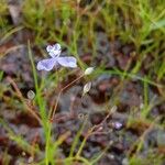 Murdannia semiteres Flower