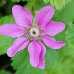 Rubus arcticus Flower