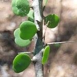 Alluaudia ascendens Otro