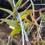 Epidendrum ibaguense Levél