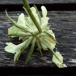 Scabiosa ochroleuca 花