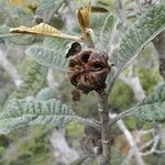 Pleurocalyptus pancheri Froito