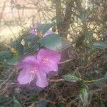 Rhododendron dauricum Blüte