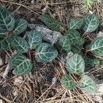 Pyrola picta Leaf