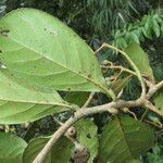 Ocotea insularis Hoja