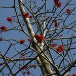Erythrina droogmansiana Flor
