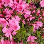 Rhododendron simsii Flower