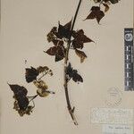 Acer caesium Sonstige