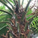 Livistona speciosa Hábito