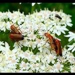 Heracleum sphondylium花