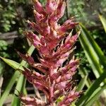 Aechmea distichantha Fleur