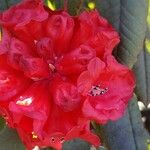 Rhododendron barbatum Flor