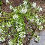 Lobularia maritimaFlower