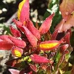 Oenothera fruticosa Blomst