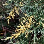 Juniperus horizontalis ഇല