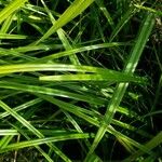 Scirpus atrovirens Leaf