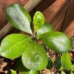 Pittosporum crassifolium葉