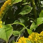 Solidago rugosa Hoja