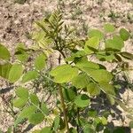 Robinia hispida Hoja