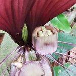 Tacca chantrieri Fruit